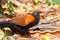 Beautiful bird Lesser coucal or crow pheasant Centropus sinensis drink water on branch in Doi Inthanon Natural Park, Chiangmai ,