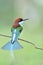 Beautiful bird making tail spreading while happily perching on thin branch, blue-throated bee-eater merops viridis in reeding