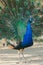 Beautiful bird male peacock close up. Shot made in Reservation o