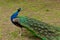 Beautiful bird male peacock close up sing song. Shot made in Res
