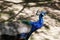 Beautiful bird male peacock close up sing song. Shot made in Reservation national park Askania Nova