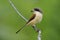 Beautiful bird in nature with details of her feathers and perching compose on stick over blur green background, Burmese Shrike