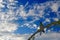 Beautiful bird in the nature forest habitat with blue sky and clouds. Detail of shiny glossy bird. Magnificent Hummingbird, Eugene