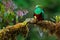 Beautiful bird in nature tropic habitat. Resplendent Quetzal, Pharomachrus mocinno, Savegre in Costa Rica, with green forest backg