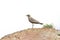 Beautiful Bird (Oriental Pratincole) Juvenile bird standing on sand