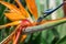 Beautiful Bird of Paradise flower isolated in green background, Puerto De La Cruz, Tenerife