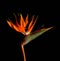 Beautiful Bird of Paradise flower or Strelizia Strelitzia reginae in nature against a black background