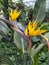 Beautiful Bird of Paradise flower yellow Strelitzia reginae isolated in green background,