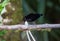 Beautiful Bird-of-paradise of New Guinea with long tail and beak aeting tropical fruit