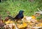 Beautiful Bird-of-paradise of New Guinea with long tail and beak aeting tropical fruit