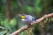 Beautiful Bird-of-paradise of New Guinea with long tail and beak aeting tropical fruit