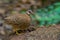 Beautiful bird,Partridge looking for food in rain forest.