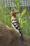 Beautiful bird portrait: Hoopoe with worm in his beak