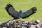 Beautiful bird of prey. African harrier hawk with wings outstretched.