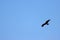 Beautiful bird of prey eagle claws feathers speed flight