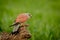 Beautiful bird of prey on a trunk