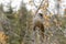 Beautiful bird of primeval forests, Siberian jay, Perisoreus infaustus