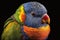 Beautiful Bird Rainbow Lorikeet Close Up. Colorful and Vibrant Bird.