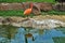 A beautiful bird - a red ibis stands in profile on the stones on the shore of a reservoir.