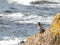 Beautiful bird on a rocky coast