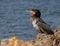 Beautiful bird on a rocky coast, Cormorant