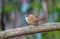 Beautiful bird, Rufous-throated Fulvetta Schoeniparus rufogularis perching on a branch