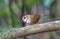 Beautiful bird, Rufous-throated Fulvetta Schoeniparus rufogularis perching on a branch