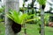 Beautiful bird\'s nest fern,flower pot on a tree