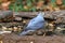 Beautiful bird Shikra  Accipiter badius  drink water  on pond