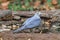 Beautiful bird Shikra  Accipiter badius  drink water  on pond