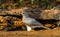 Beautiful bird Shikra  Accipiter badius  drink water  on pond