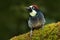 Beautiful bird sitting on the green mosse branch in habitat. bird in nature, Costa Rica. Birdwatching in America. Woodpecker from