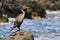 A beautiful bird sitting on a stone by the sea. Cormorant. Phalacrocorax