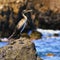A beautiful bird sitting on a stone by the sea. Cormorant. Phalacrocorax