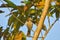 Beautiful Bird, Spot breasted Parrotbill, (Paradoxornis guttaticollis), In Northern Thailand