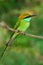 Beautiful bird from Sri Lanka. Little Green Bee-eater, Merops orientalis, exotic green and yellow rare bird from Sri Lanka. Colour