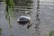 Beautiful bird swims in the lake in zoo, Copenhagen