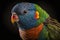 Beautiful Bird Varied Lorikeet Face. Colorful and Vibrant Bird.