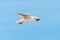 Beautiful bird, White Gull ,Seagull on flying