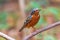 Beautiful of bird White-throated Rock Thrush on branch