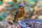 Beautiful of bird White-throated Rock Thrush or Swinhoe`s Rock Thrush Monticola gularis  drinking water on tub in Doi Inthanon