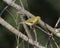 Beautiful bird willow warbler