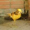 Beautiful bird yellow pheasant in a zoo