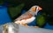 Beautiful bird, Zebra Finch Taeniopygia guttata perching on a branch