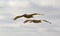 Beautiful birds flying in the sky in La Jolla ,San Diego