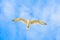 Beautiful Birds flying in the sky in middel of sea