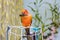 Beautiful birds on the parrot sun conure on holding a parrot feather