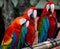 Beautiful birds from Pattaya, Thiland