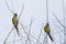 Beautiful birds Prince-Black Parakeets or Nanday Parakeet Aratinga nenday in a tree in the Brazilian Pantanal