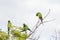 Beautiful birds Prince-Black Parakeets or Nanday Parakeet Aratinga nenday in a tree in the Brazilian Pantanal